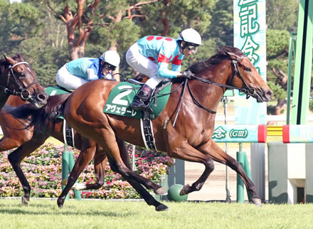 キンカメ系種牡馬産駒しれっと重賞連続勝利