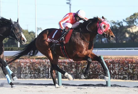 【プロキオンS】サンデーファンデー強すぎワロタwww