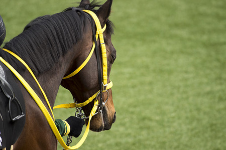 競馬場に「カメラ女子」増える　本格的な一眼レフで競走馬の写真を撮りSNSに投稿