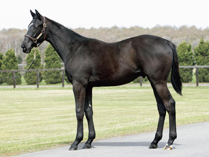 【2歳未勝利】注目のブラックオリンピアまたも勝ち上がりならず