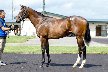 セレクションセールも落札価格が高騰　シニスターミニスター産駒が1億超えで落札されるw