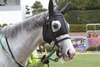 競馬 エイシンヒカリが芦毛っぽくなってきた件 うまなみ 競馬にゅーす速報