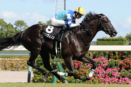 【競馬予想】第78回鳴尾記念(GⅢ) /2025