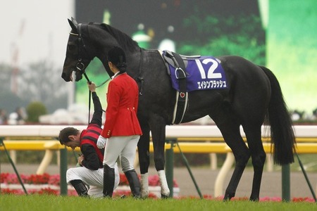 天覧競馬でミルコの下馬敬礼を超えるには、どんな事をすれば良いか？