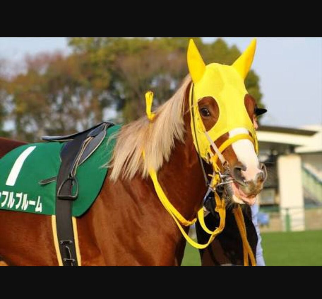 競馬 サトノダイヤモンドの見た目格好良すぎだろwwww うまなみ 競馬にゅーす速報 競馬 サトノダイヤモンドの見た目格好良すぎだろwwww うまなみ 競馬にゅーす速報