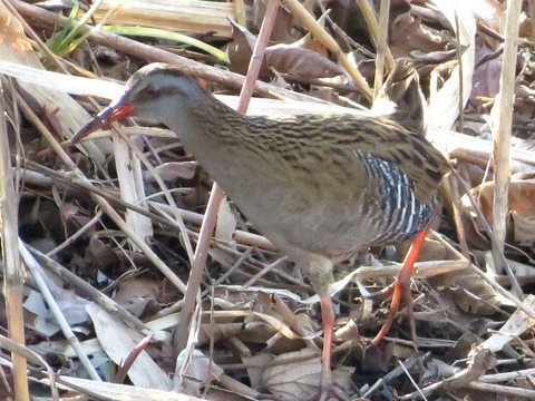 クイナヒクイナ (10)