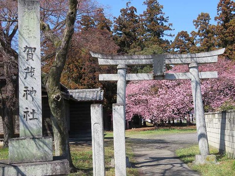 1陽光桜