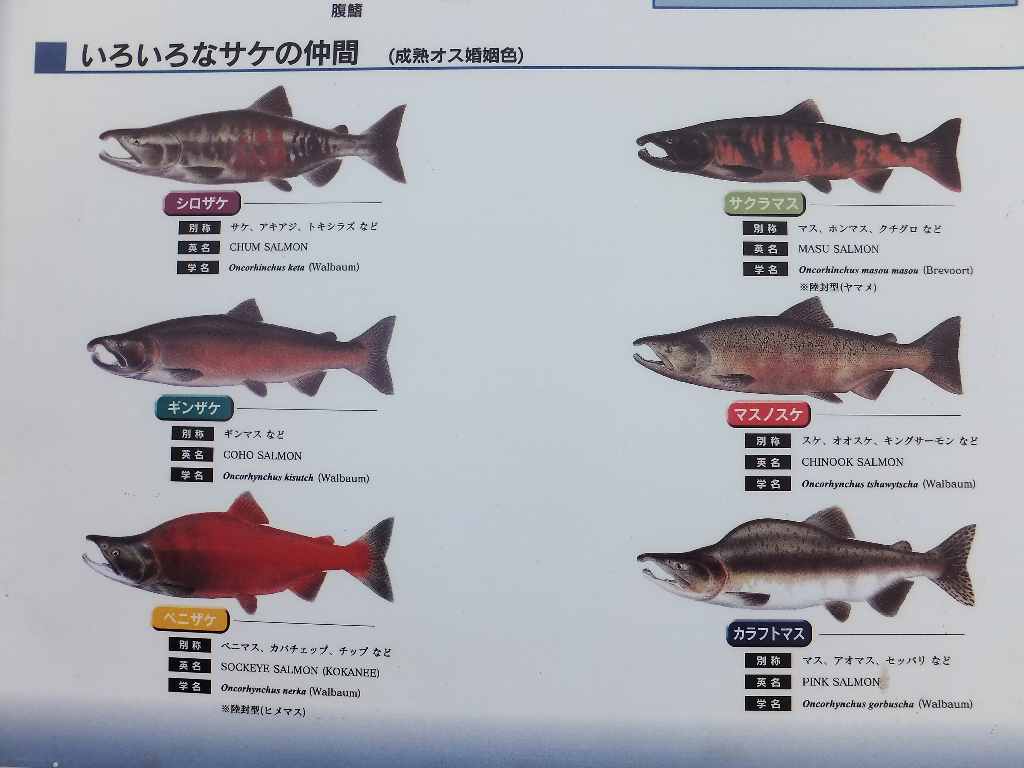 サケ遡上 採卵観察会 利根大堰 渓流釣りと食べ歩き桐生岩魚のブログ サケ遡上 採卵観察会 利根大堰 渓流釣りと食べ歩き桐生岩魚のブログ