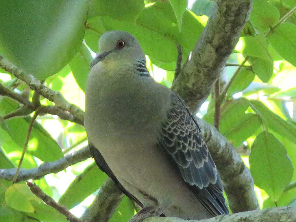 キジバト(ヤマバト)を撮る🦜📸(多々良沼公園) : 渓流釣りと食べ歩き桐生岩魚のブログ
