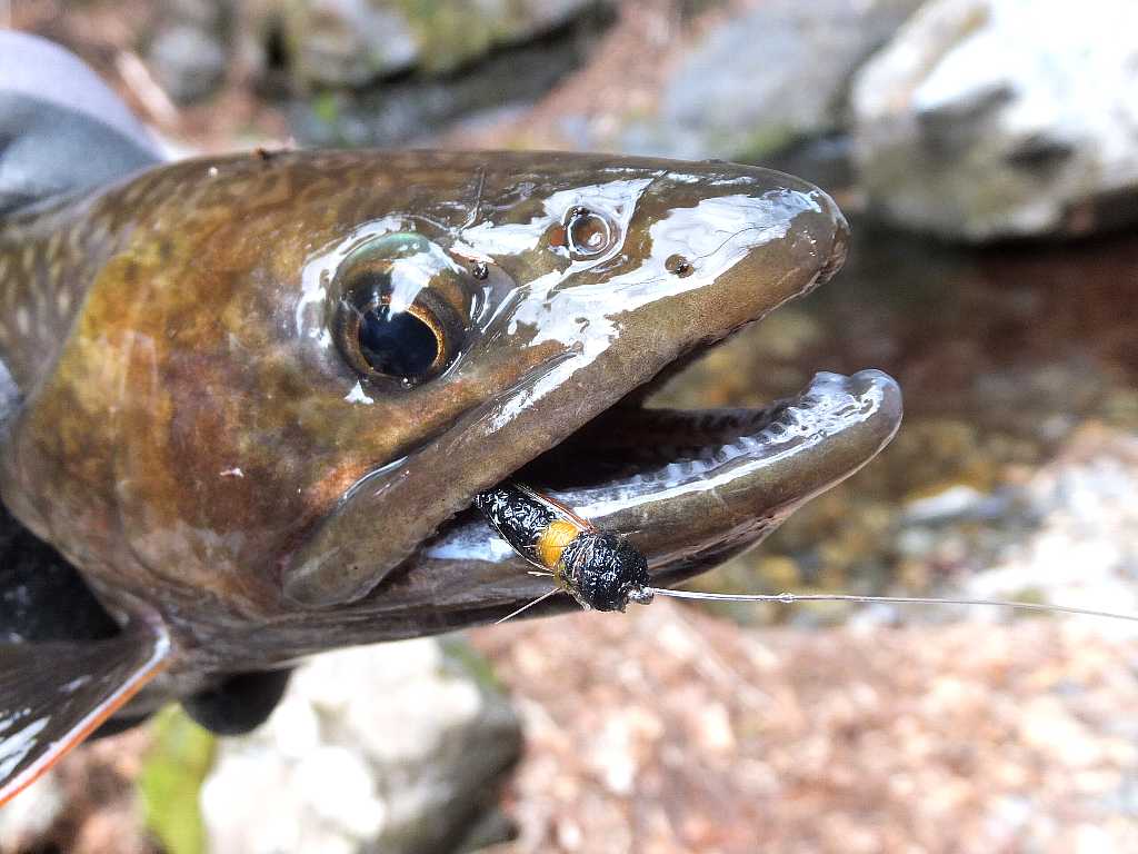 イワナ(46cm)剥製 実川 渓流 大岩魚