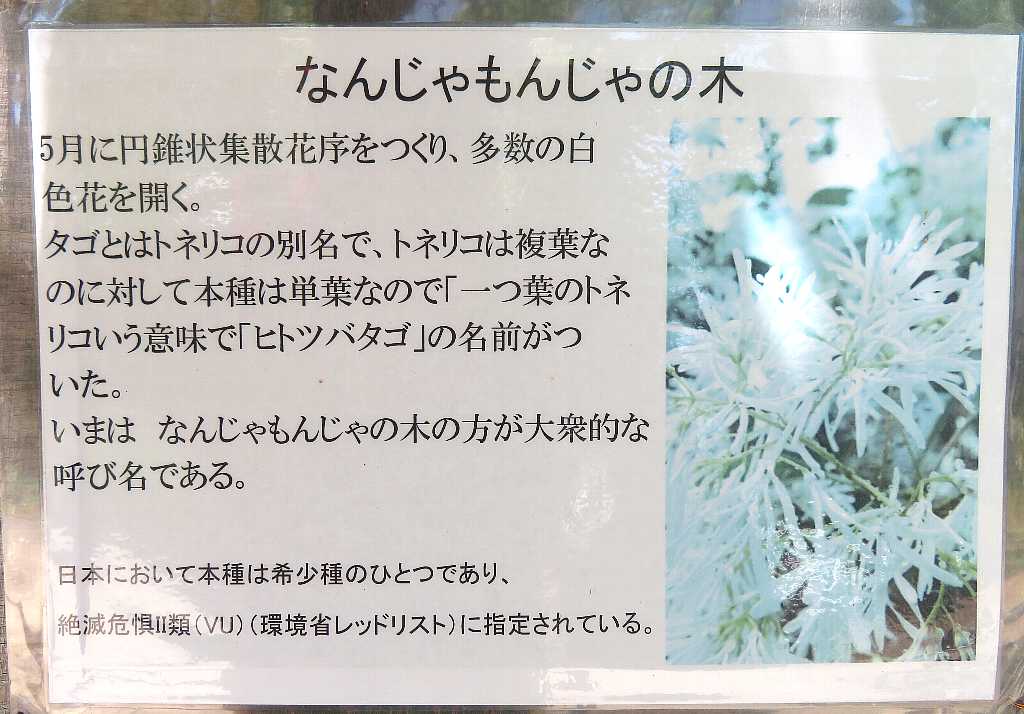なんじゃもんじゃの花めぐり 太田市 渓流釣りと食べ歩き桐生岩魚のブログ なんじゃもんじゃの花めぐり 太田市 渓流釣りと食べ歩き桐生岩魚のブログ