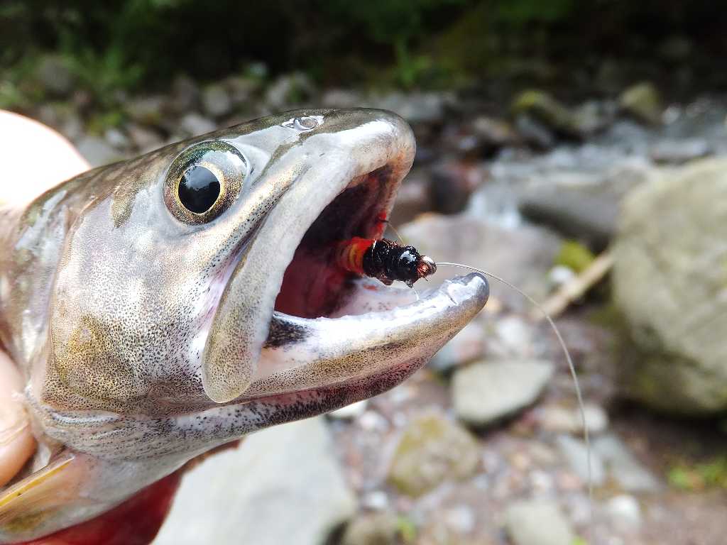 赤城山の岩魚釣り 渓流釣りと食べ歩き桐生岩魚のブログ