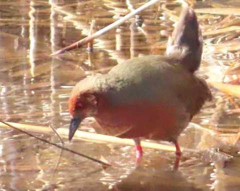 IMG_1449