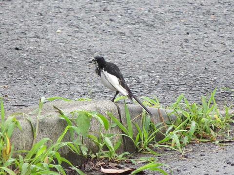 ハクセキレイ1 (3)