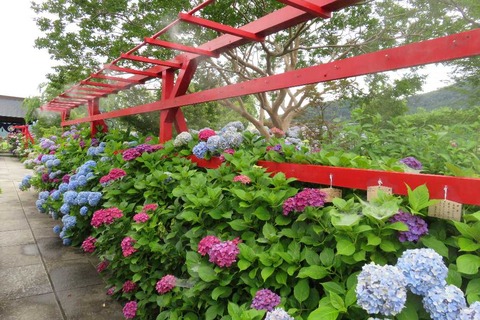 IMG_3938 - コピー