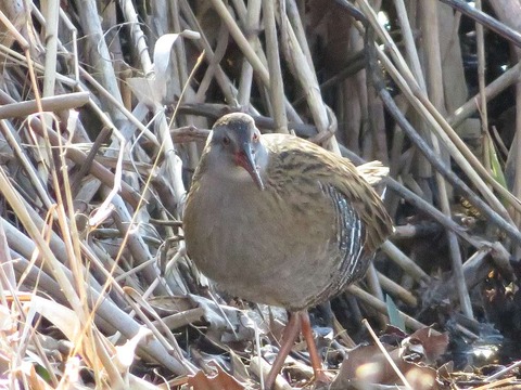 クイナヒクイナ (13)