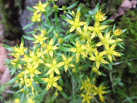 DSCF7198-1