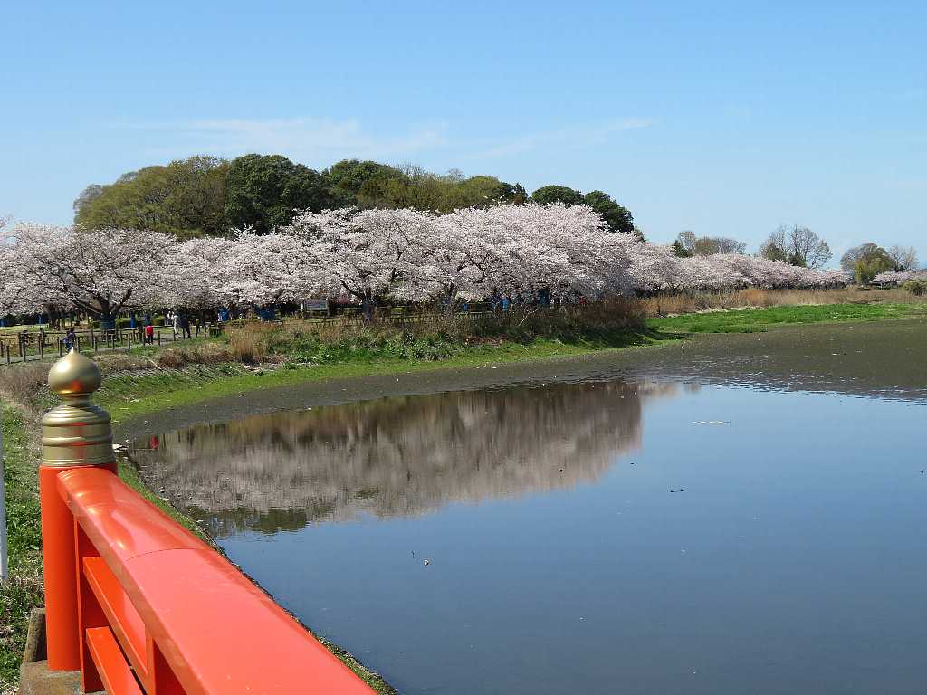 多々良沼周辺の桜を撮る 館林市 渓流釣りと食べ歩き桐生岩魚のブログ