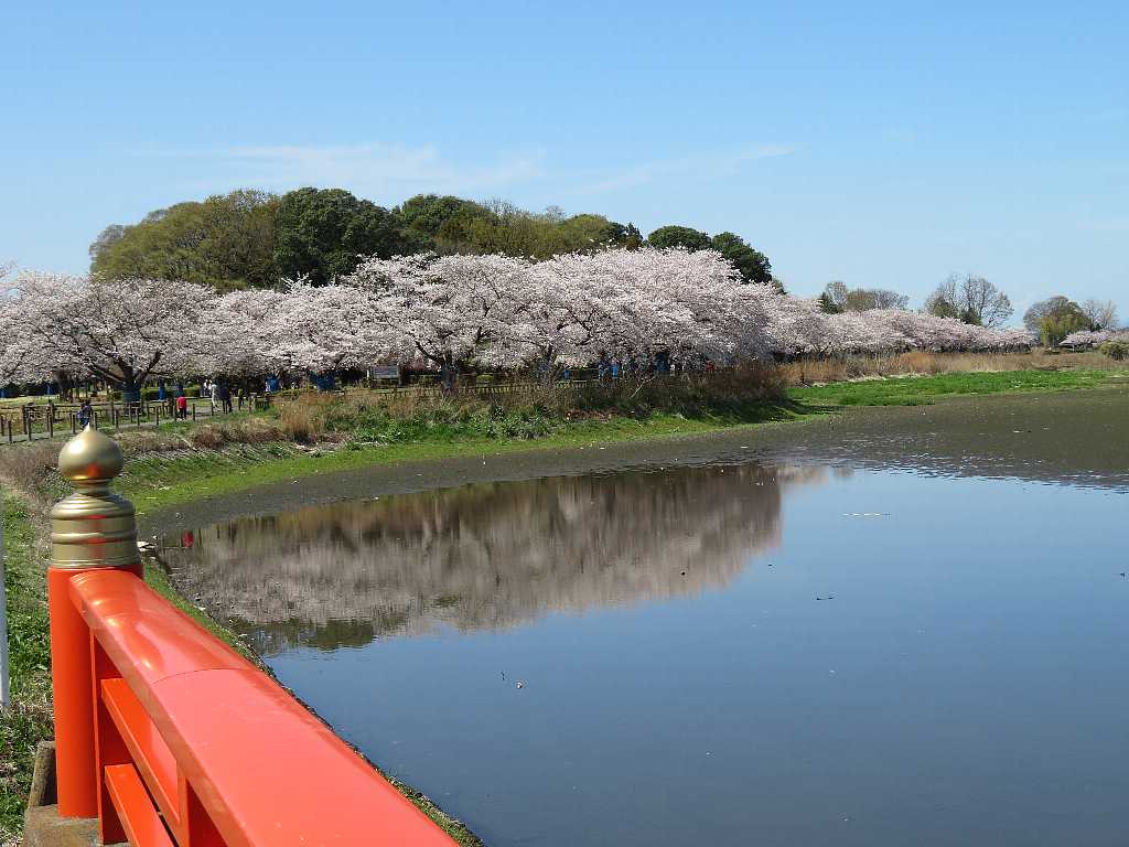 多々良沼周辺の桜を撮る 館林市 渓流釣りと食べ歩き桐生岩魚のブログ 多々良沼周辺の桜を撮る 館林市 渓流釣りと食べ歩き桐生岩魚のブログ