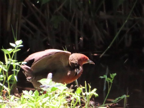20250619多々良沼公園 (3)