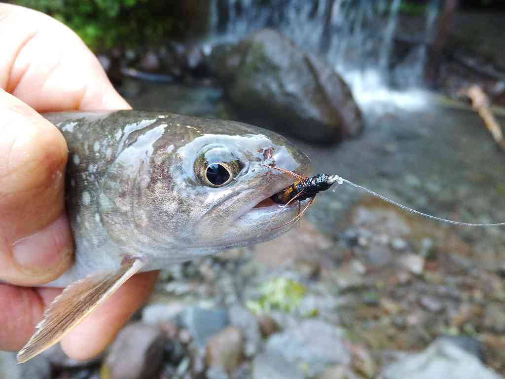 赤城山の沢で岩魚釣り 渓流釣りと食べ歩き桐生岩魚のブログ