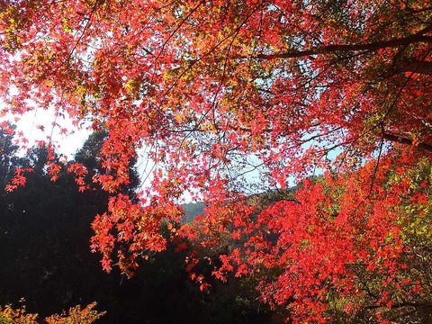DSCF2168