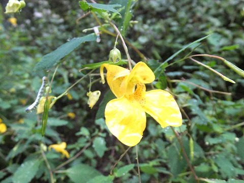 DSCF9957