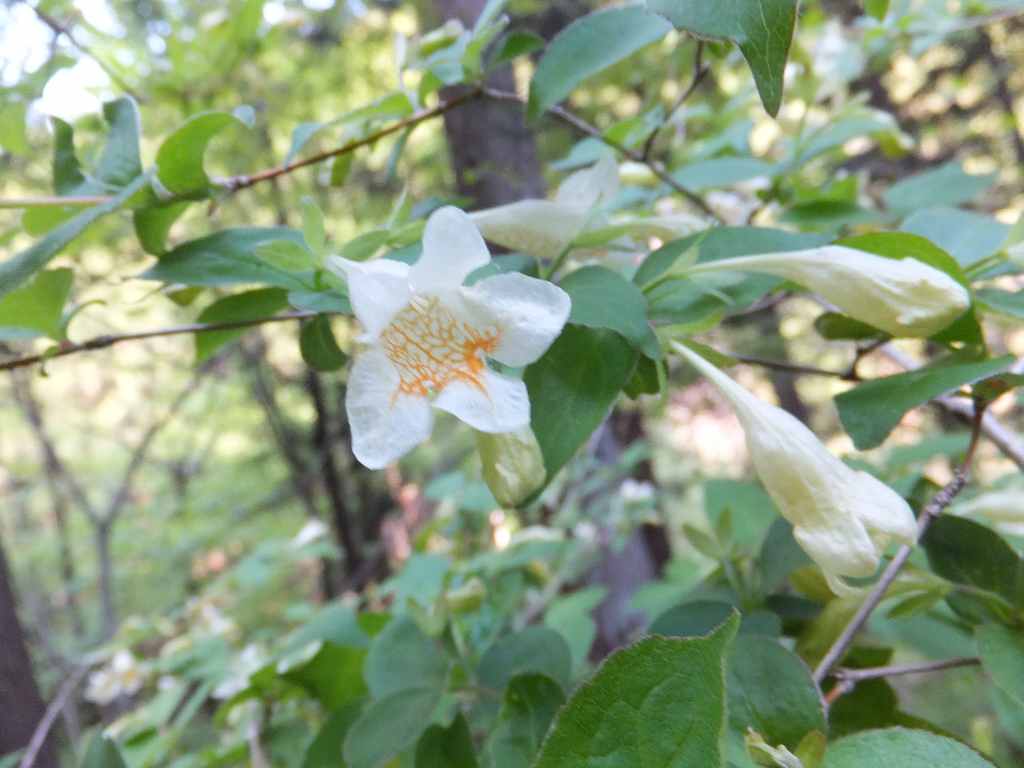 イメージ 6