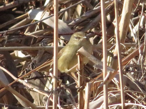 クイナヒクイナ (5)