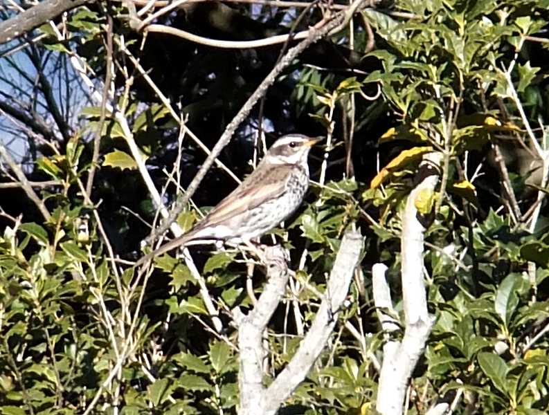 ピラカンサスの実を食べるヒヨドリとツグミ 桐生南公園 渓流釣りと食べ歩き桐生岩魚のブログ