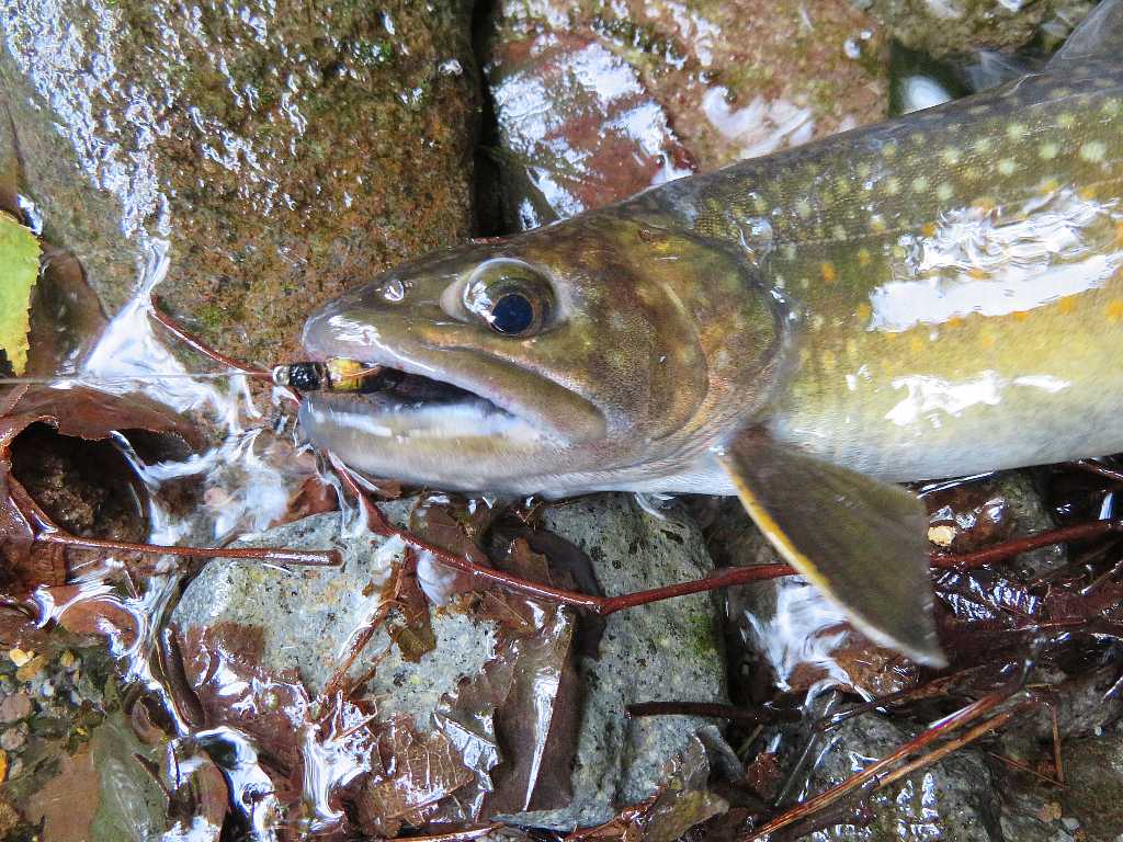 赤城山のイワナ釣り 渓流釣りと食べ歩き桐生岩魚のブログ