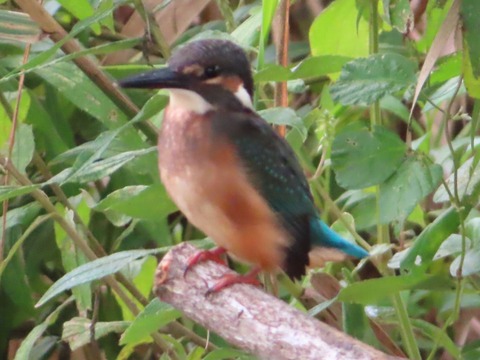 IMG_1866