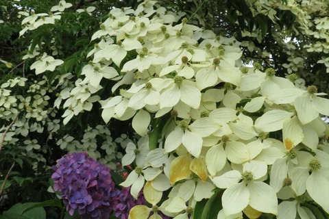 IMG_3941 - コピー