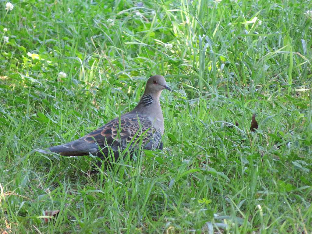 キジバト(ヤマバト)を撮る🦜📸(多々良沼公園) : 渓流釣りと食べ歩き桐生岩魚のブログ