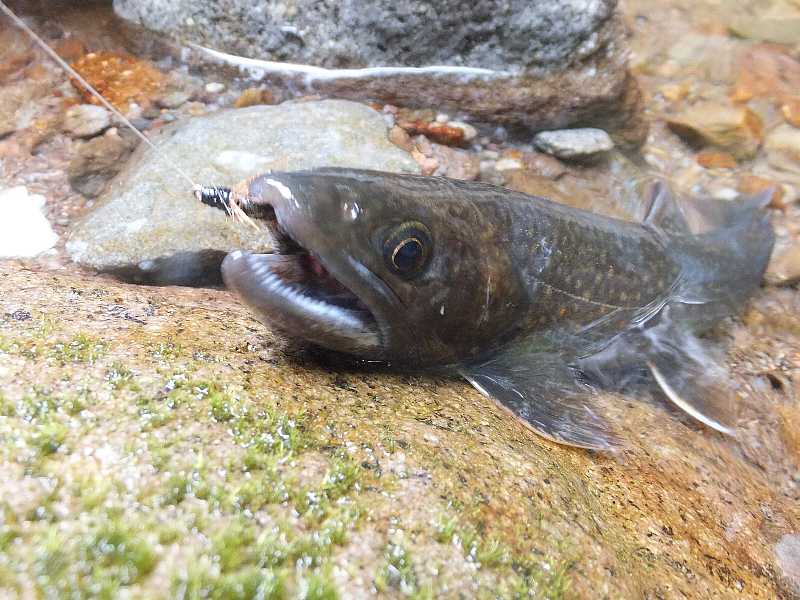 雨の赤城山でイワナ釣り 渓流釣りと食べ歩き桐生岩魚のブログ