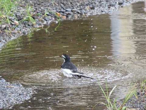 ハクセキレイ1 (1)