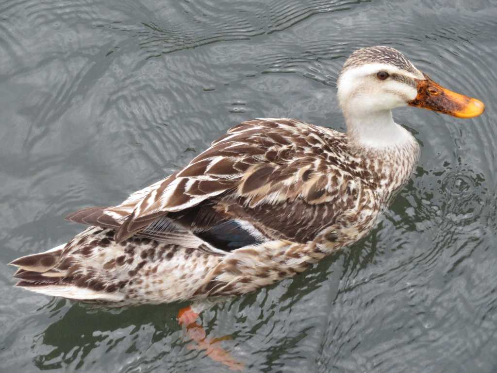カルガモの嘴が黄色&全体的に白っぽい📸(足利市) : 渓流釣りと食べ歩き桐生岩魚のブログ