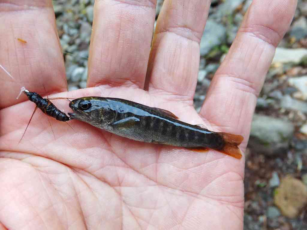 赤城山の沢で岩魚釣り 渓流釣りと食べ歩き桐生岩魚のブログ