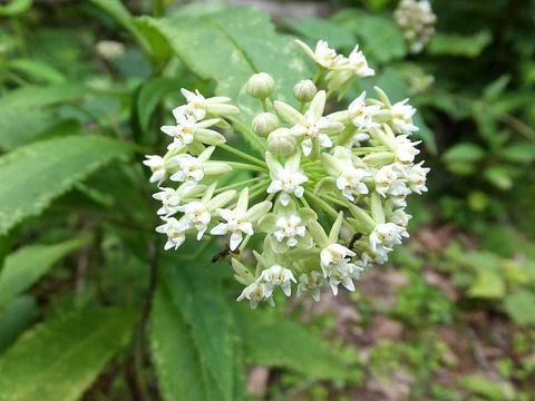 DSCF8858