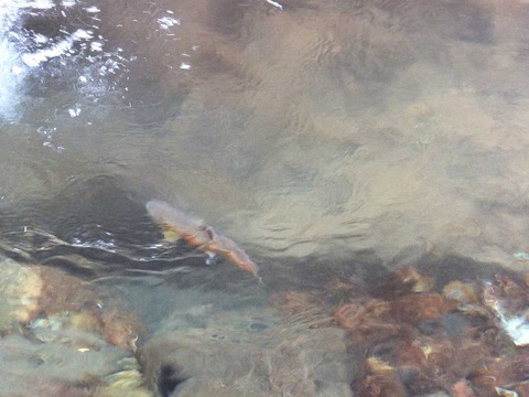 DSCF2206