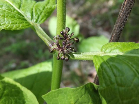 DSCF7582