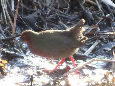 クイナヒクイナ (20)