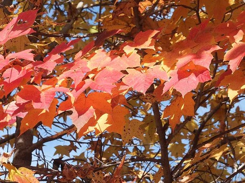 DSCF2151