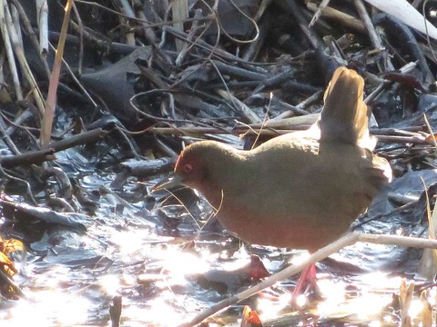 クイナヒクイナ (18)