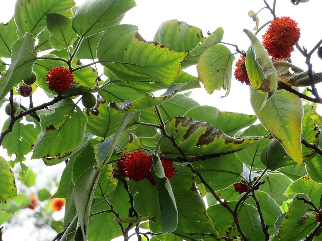 カイツブリの幼鳥とカジノキの実などを撮る🥭(多々良沼公園) : 渓流釣りと食べ歩き桐生岩魚のブログ