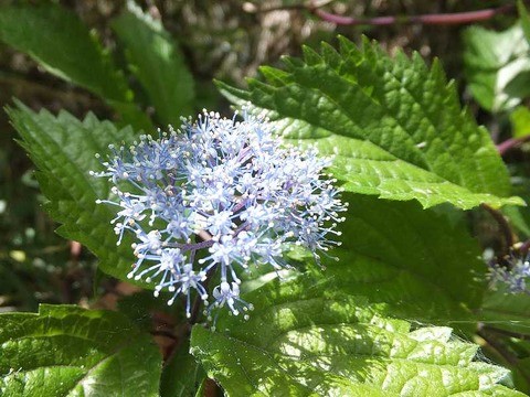 DSCF7882