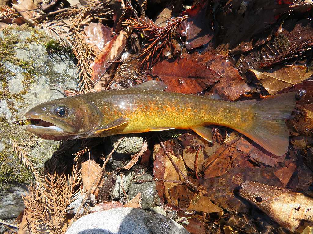 2023渓流釣り解禁釣行イワナ・ヤマメ・カワサバ🎣（赤城山） : 渓流釣りと食べ歩き桐生岩魚のブログ