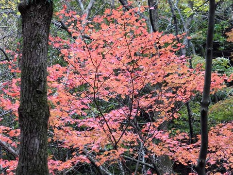 DSCF1290