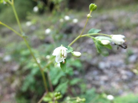 DSCF0260