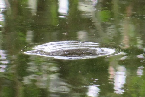 IMG_6081